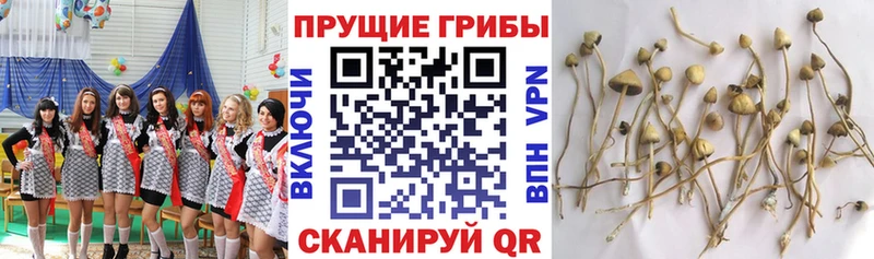 hydra ССЫЛКА  как найти   Среднеуральск  Галлюциногенные грибы MAGIC MUSHROOMS 